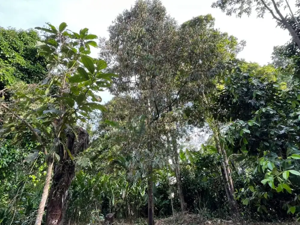 Dijual Murah Tanah Kebun Pinggir Jalan di Bojong Purwakarta