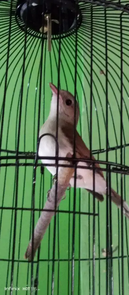 Kancilan bakau jantan mulus