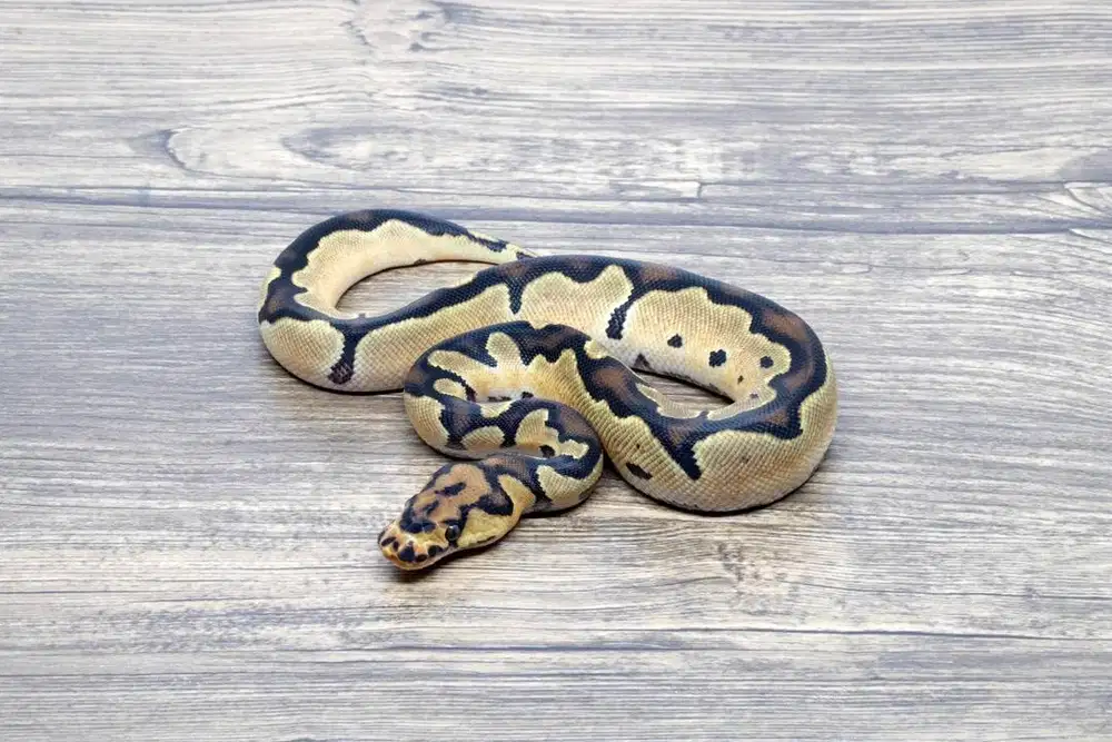 Ballpython Super Orange Dream Clown 66% Het Pied PH DG