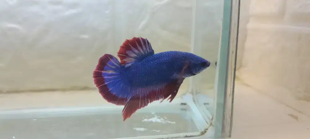 Plakat Mascod Grad A