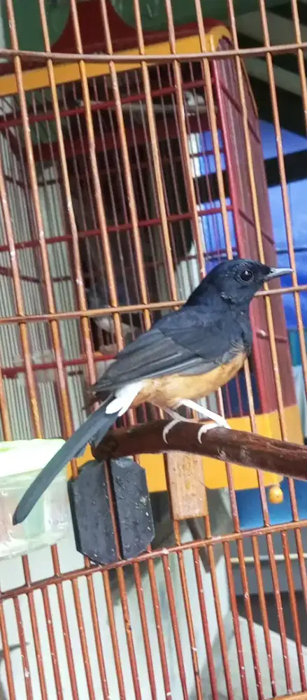 Muray gacor lagi dokor