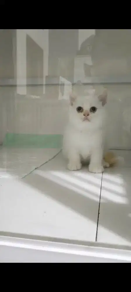 Kitten bsh ns 2.5 bln