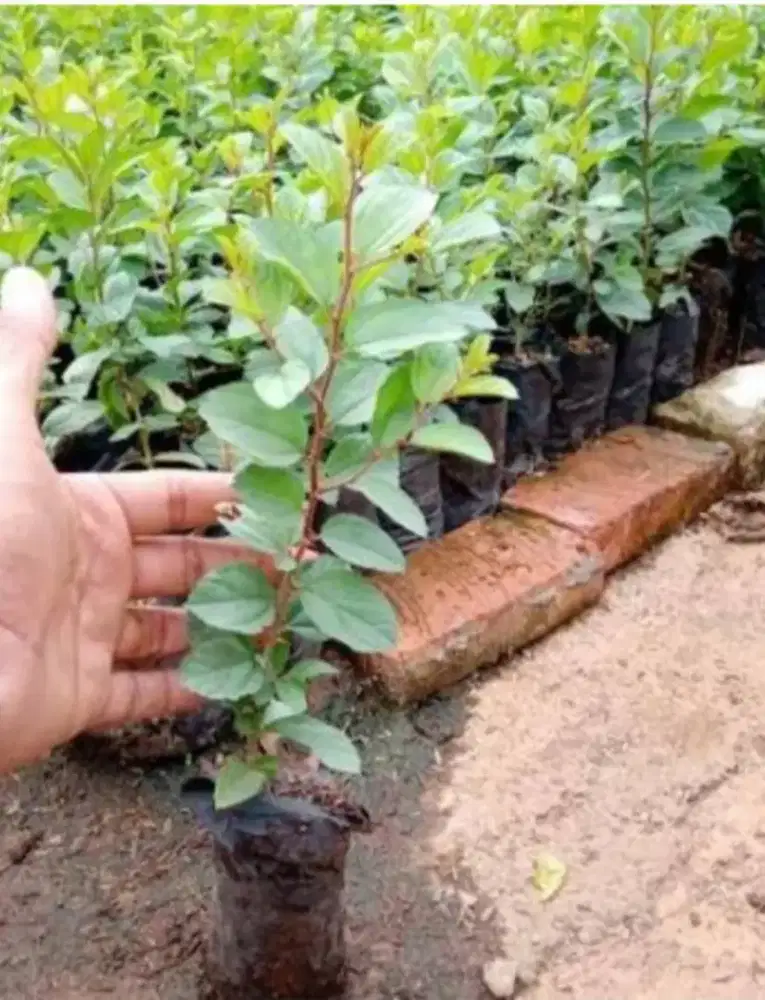 Bibit Daun Bidara Arab Asli