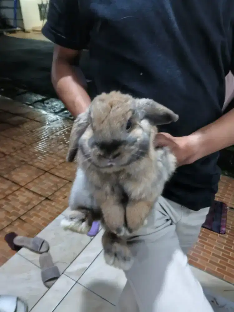 Kelincii Induk Lucu Gemoy Holland Loop