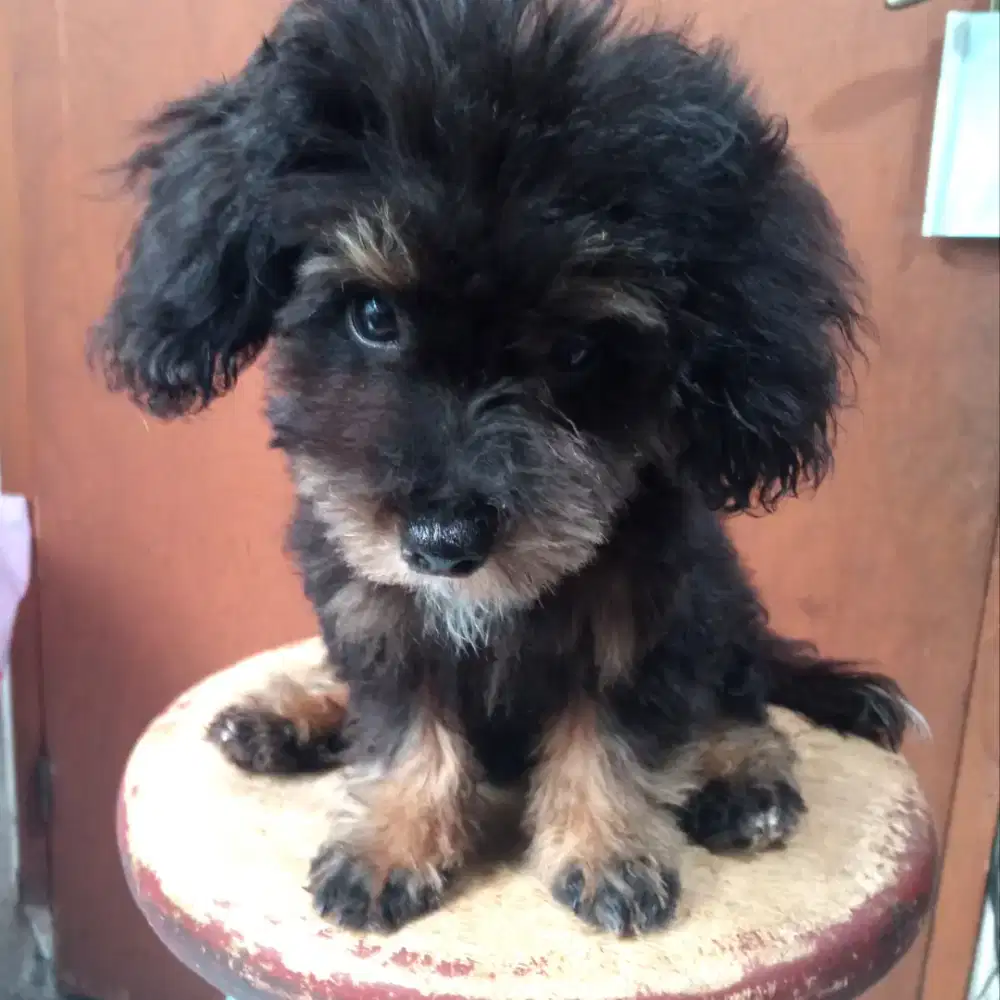 Toy pudel phantom betina stambum