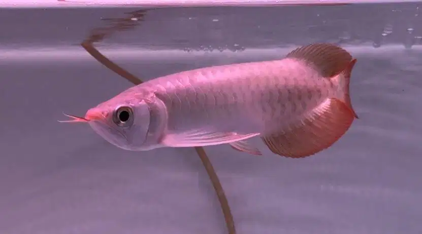 Arwana super red 20-22cm