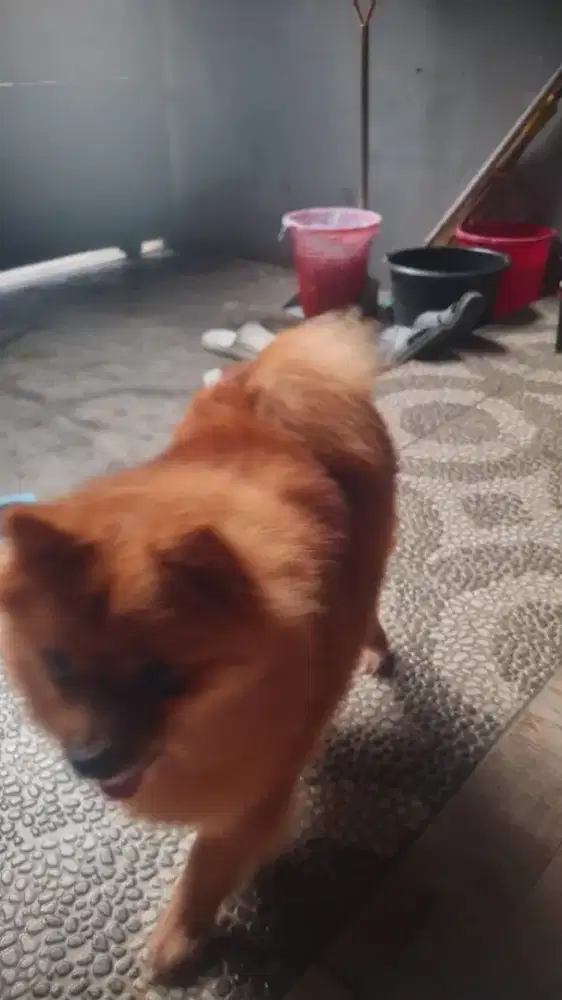 Borongan sekeluarga bapak, ibu dan anak