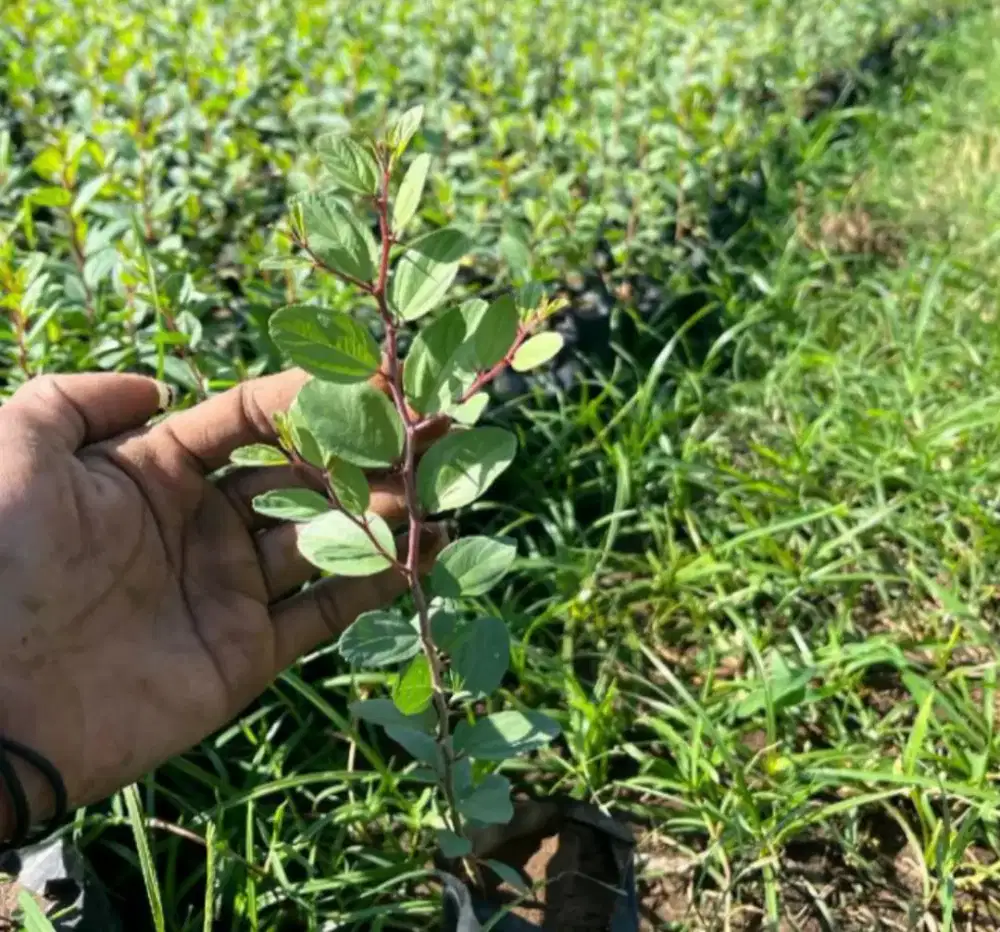 Bibit daun bidara Arab sidr asli original