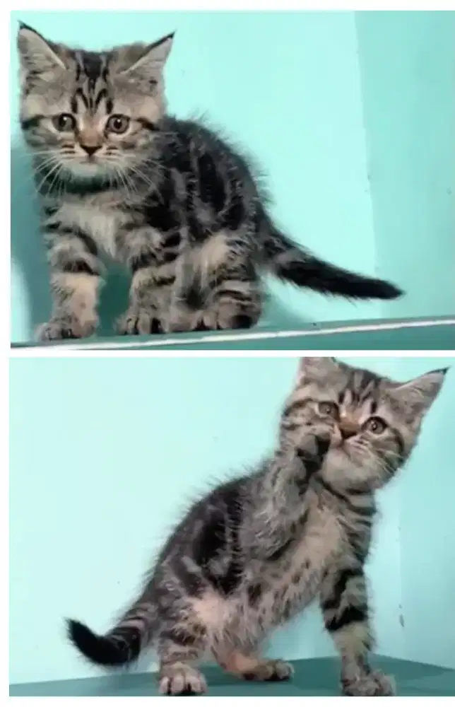 Kucing British marble classic supercute