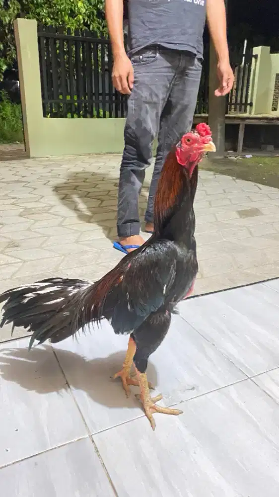 dijual ayam 250
