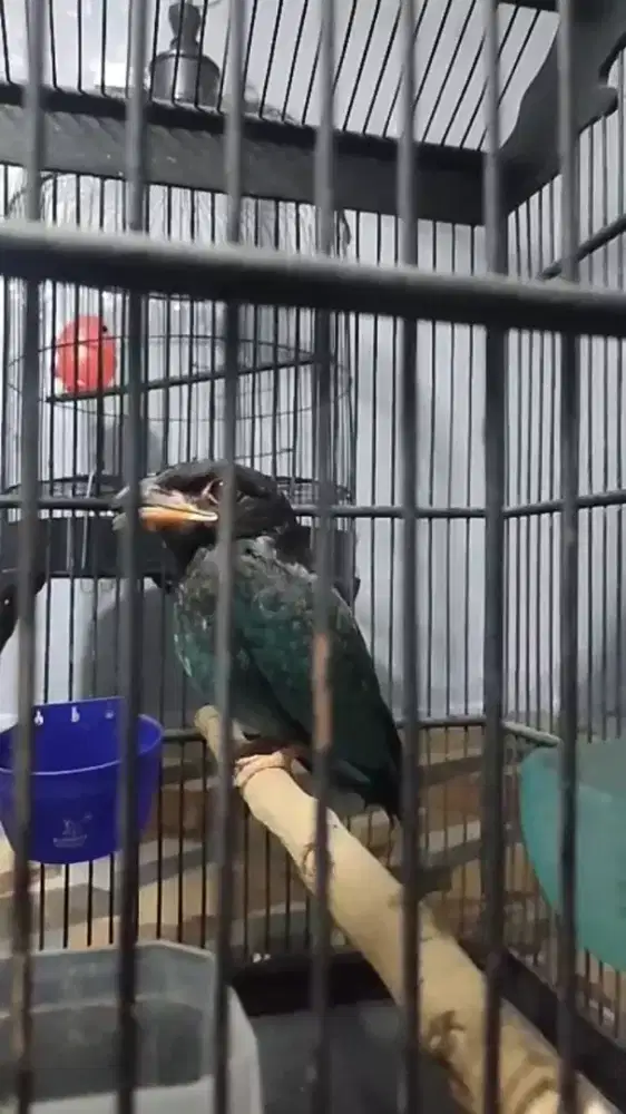 gacor dor pagi siang sore malam