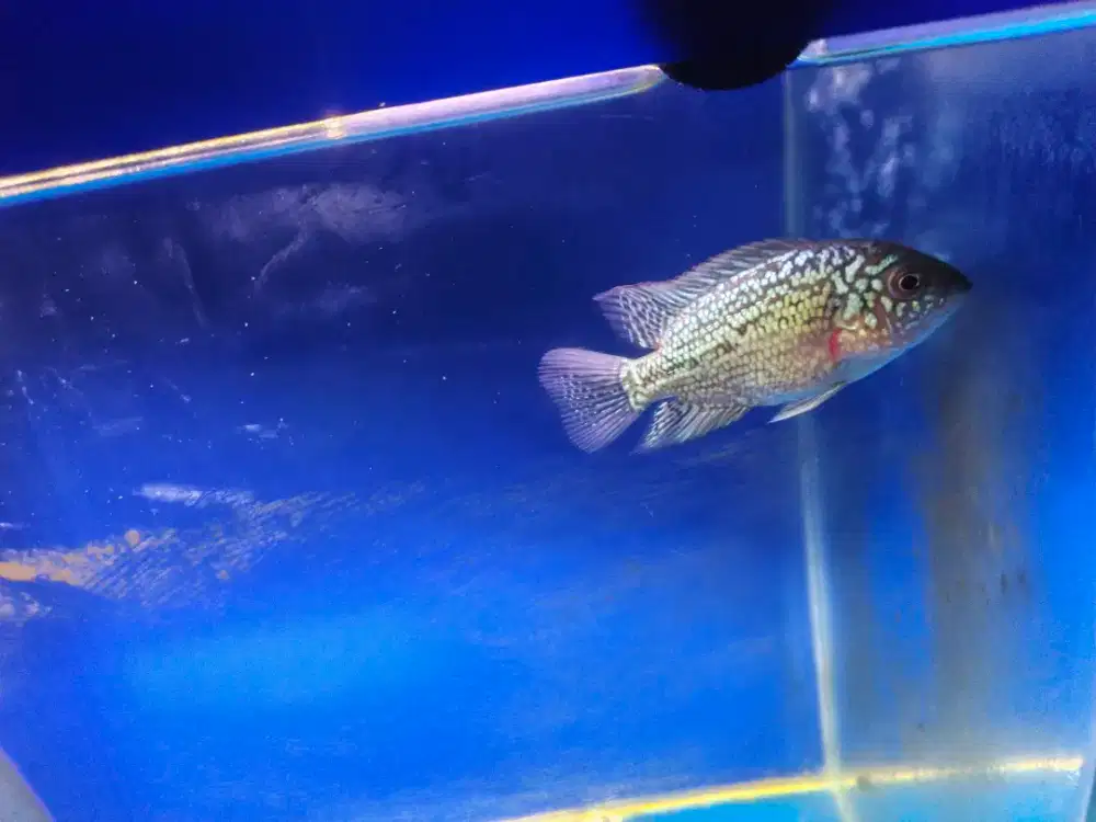 Louhan kamfa ori thai