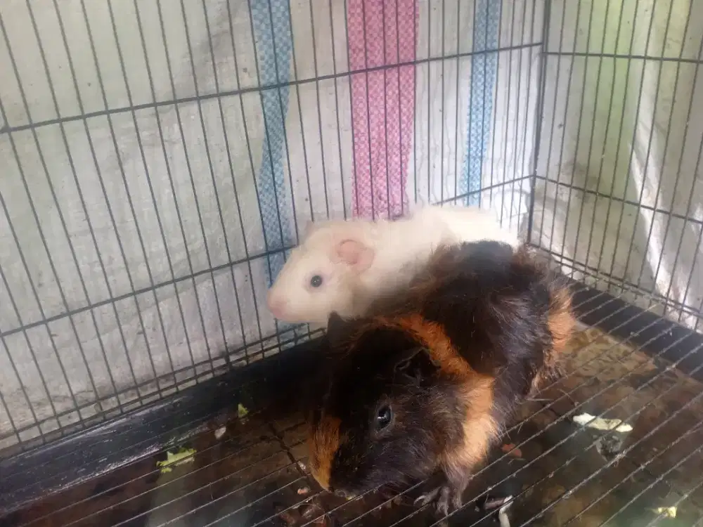 Guinea Pig Abyssinian / Marmut Jabrik