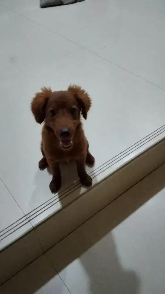 Dijual toy poodle jantan umur , 4,5 bulan