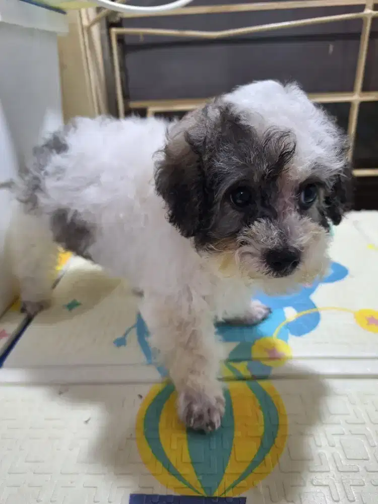 Poochon betina warna party jarang