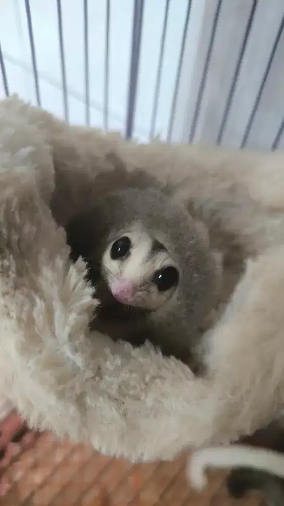 1 Ekor Sugar Glider WF Betina