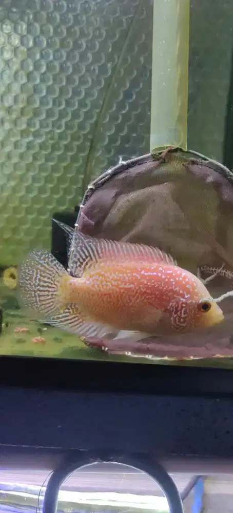 ikan louhan golden base 7cm ekor lebar