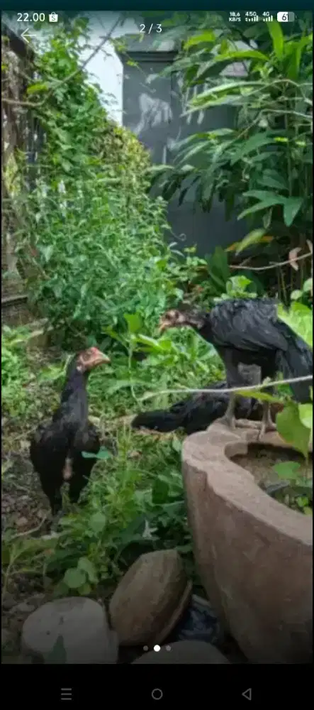 Dijual 9 ekor ayam muda.