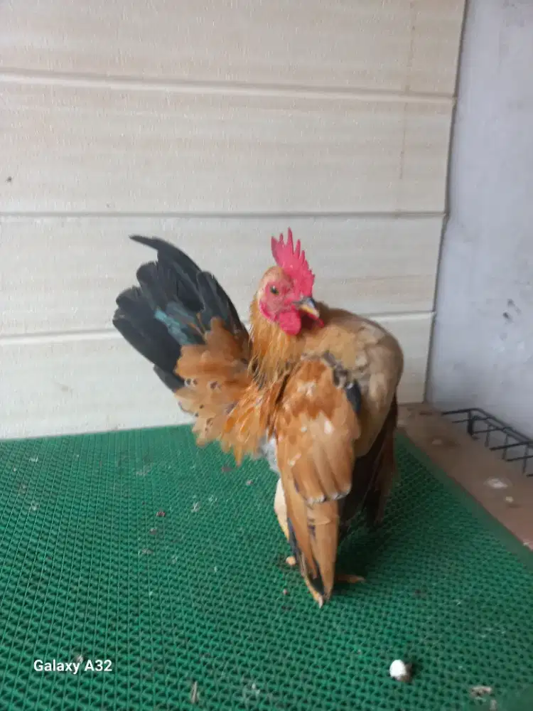 Ayam serama jantan muda