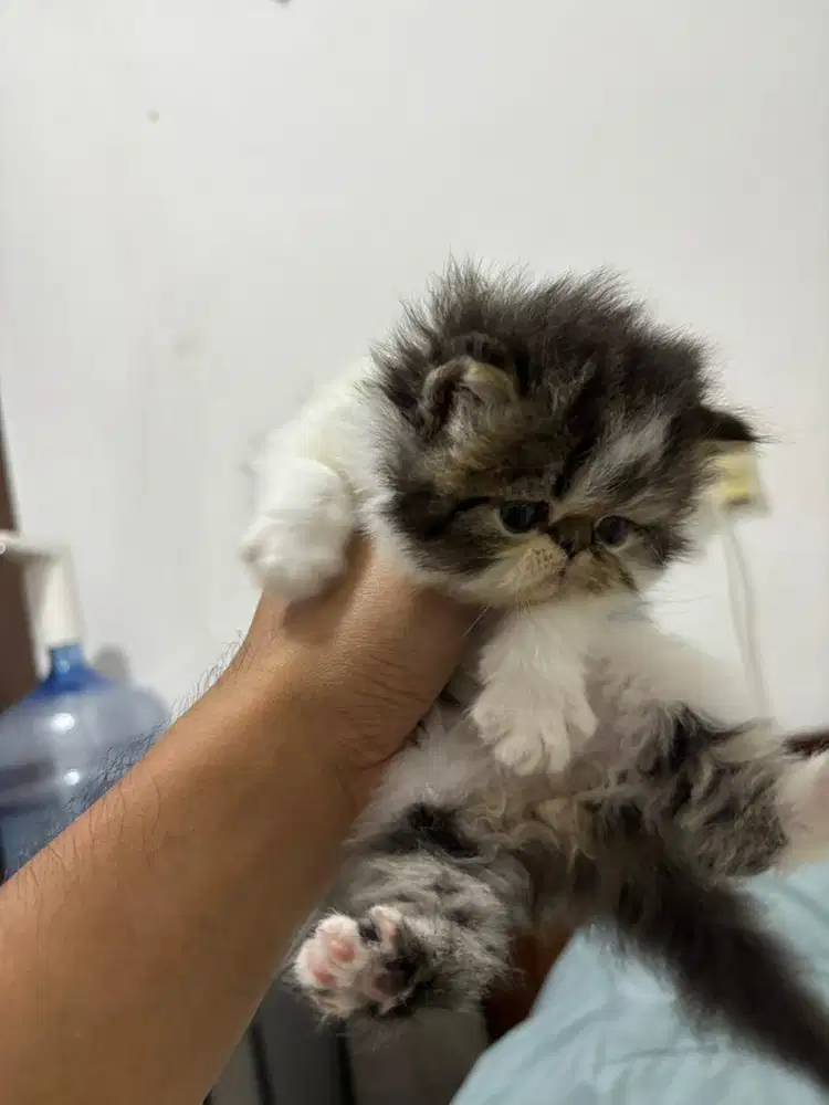 Kucing Persia Peaknose Jantan Calico Lucu
