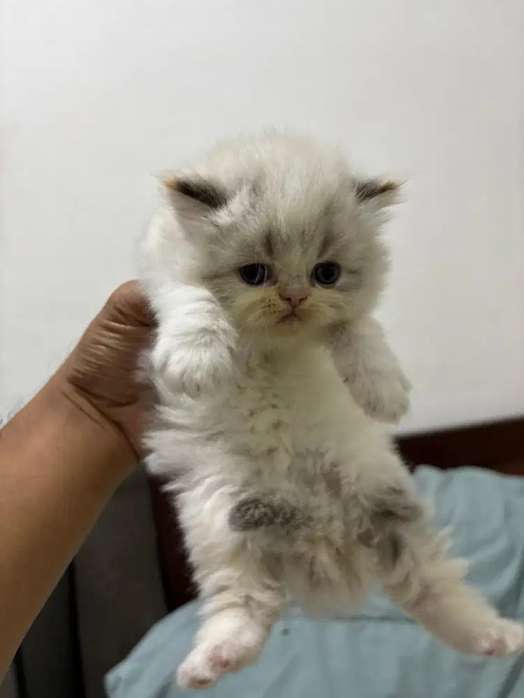 Kucing Persia Peaknose Jantan Calico