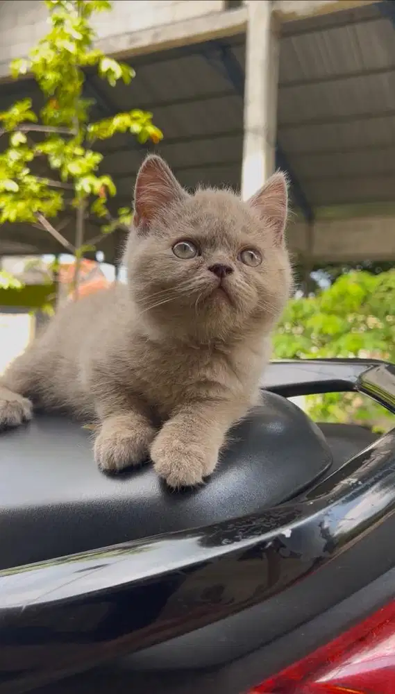 Jual kucing british shorthair