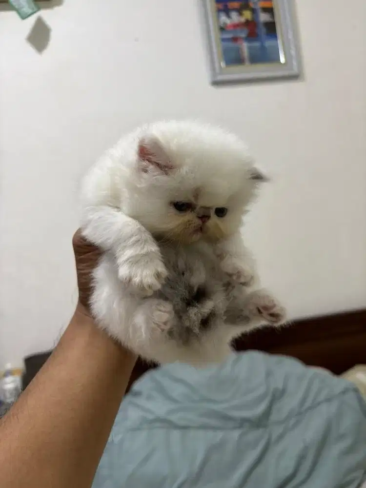 Kucing Persia Peaknose Jantan Lucu