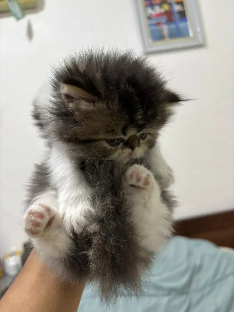 Kucing Persia Peaknose Jantan