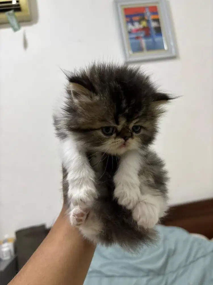 Kucing Persia Peaknose Jantan