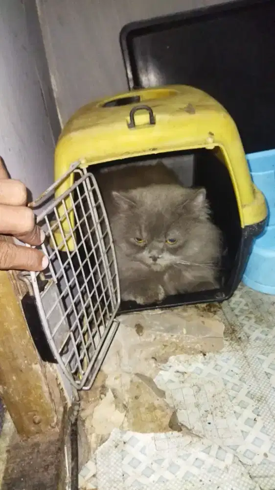 Kucing jantan Persia abu