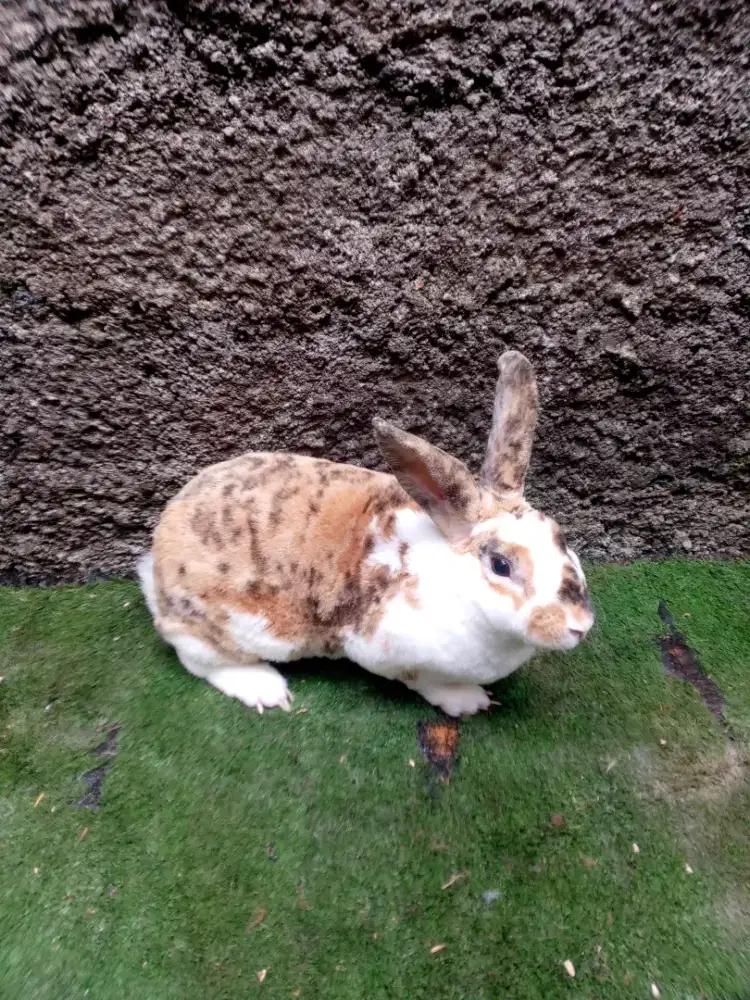 Kelinci Rex bulu karpet jantan trico