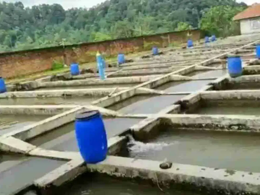 Dijual Kolam ikan air deras 81 jalur Luas 1,6 Hektar Mantap