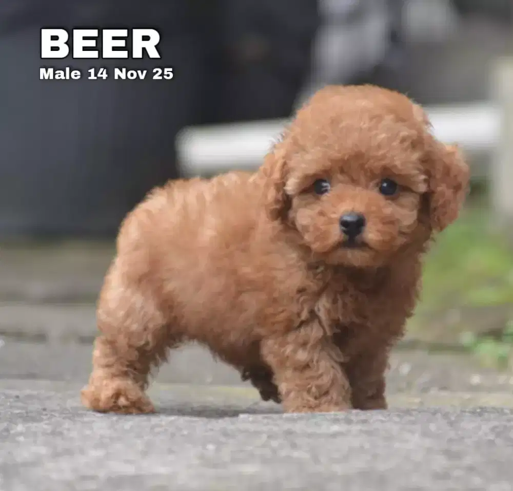 Poodle red jantan •BEER•