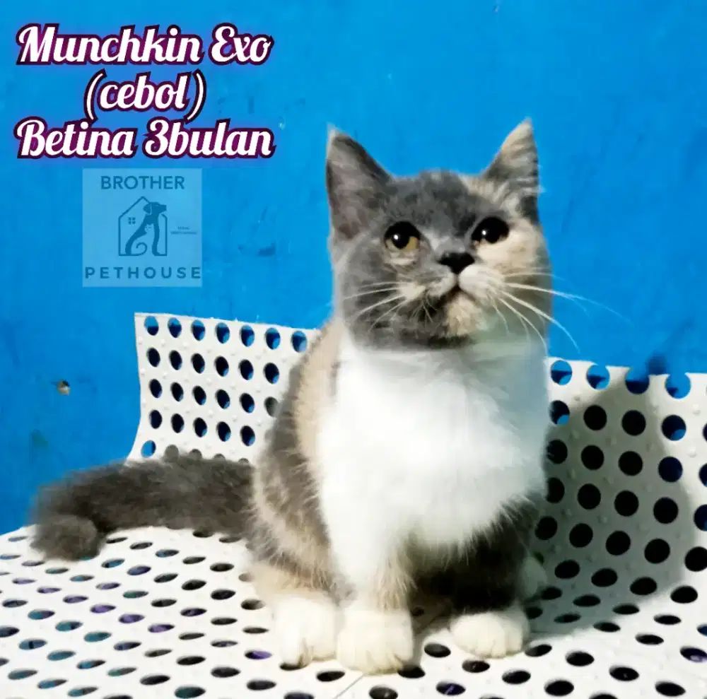 MUNCHKIN EXO BETINA 3BLN