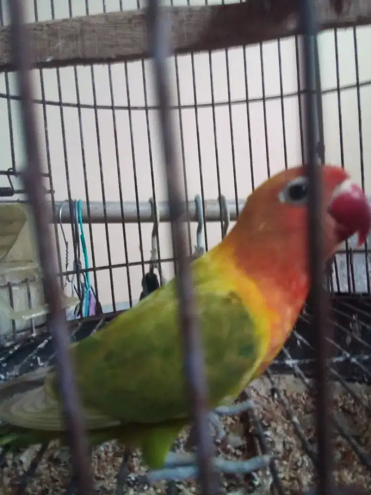 Di jual burung lovebird paud nuktok