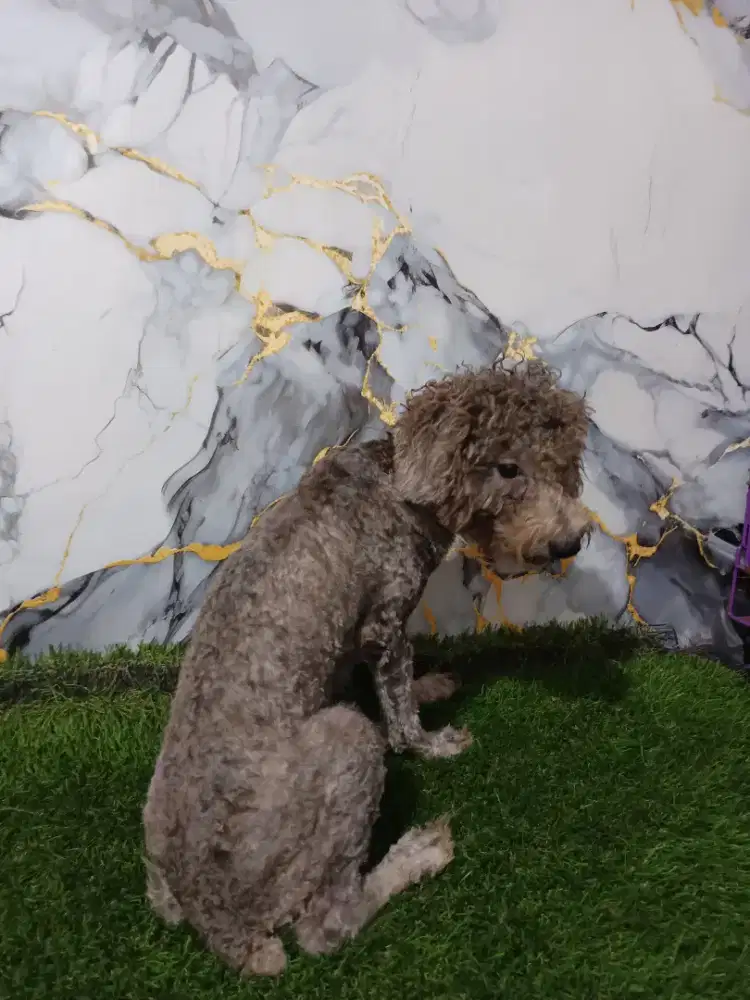Poodle jantan silver terang