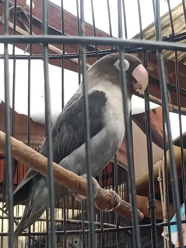 Lovebird betmen aktif bunyi