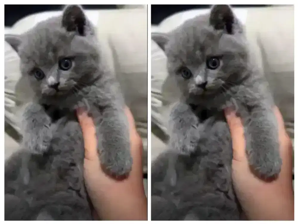 Kucing kitten British shorthair Bluesolid Jantan super lucu