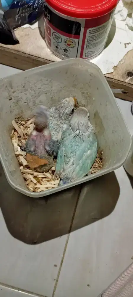 Silahkan dipinang lovebird lolohan nya Lokasi kalideres Harga fdiatas