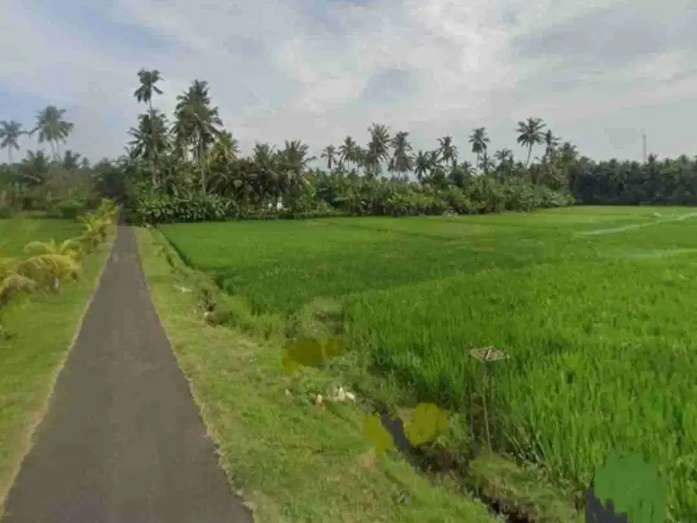Tanah Sawah Harga Murah dekat Pantai dan Exit Toll Pekutatan Bali