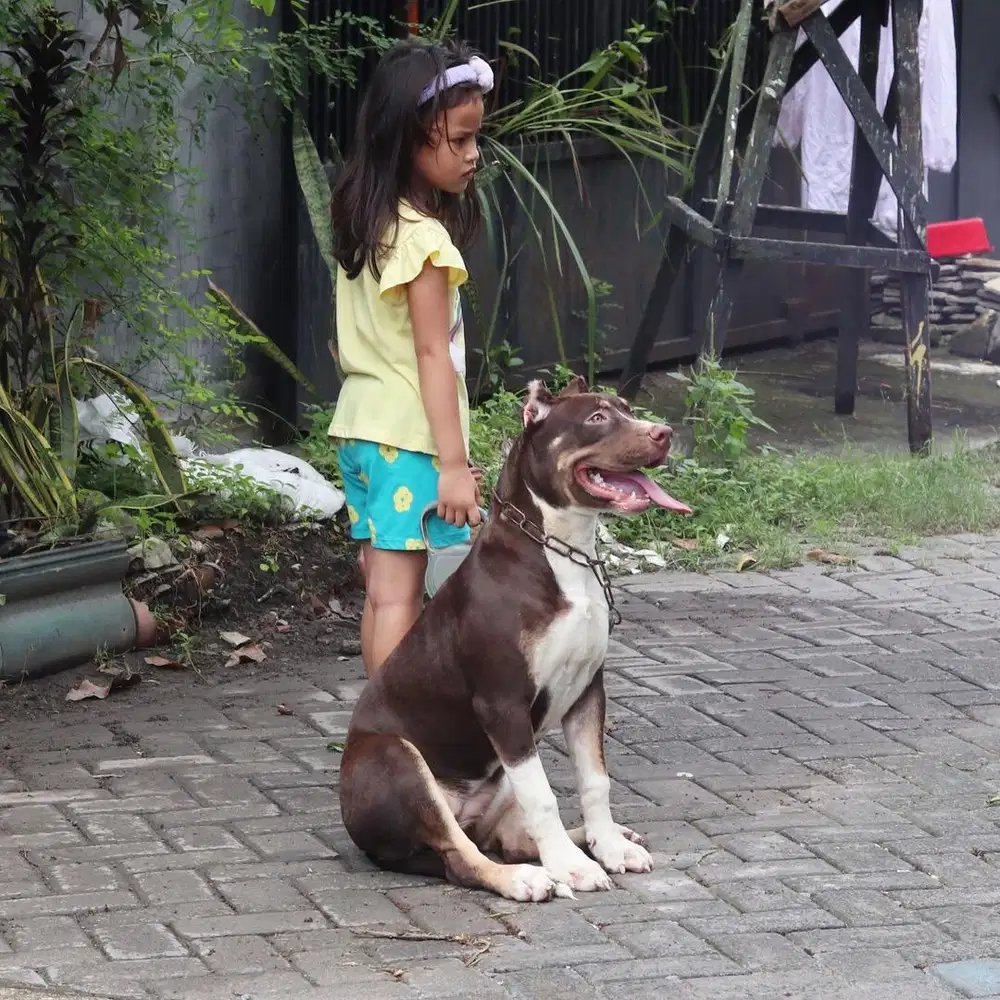 Pitbull betina bigsize