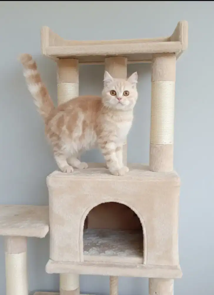 Kucing kitten british shorthair bsh jantan