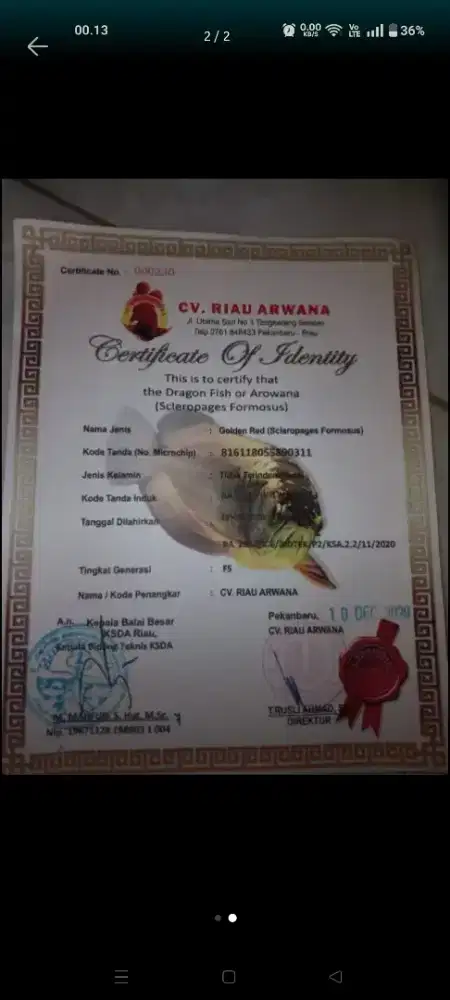 Ikan arwana gold red