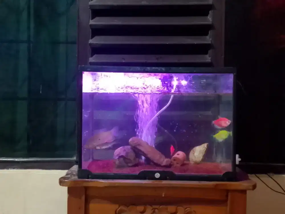 Aquarium beserta aksesoris