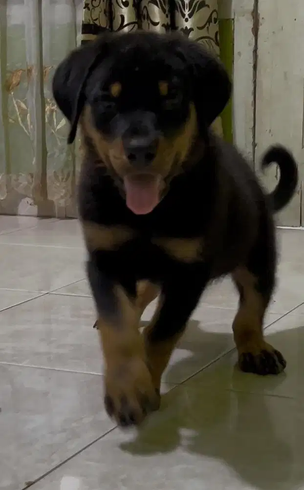 Rottweiller pure Ada tiga lagi