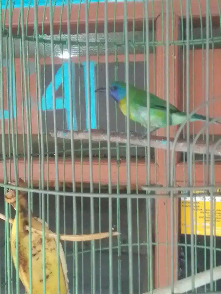 LOVEBIRD JOSAN COCOK BUAT MASTERAN HANDAL 700 FULSET