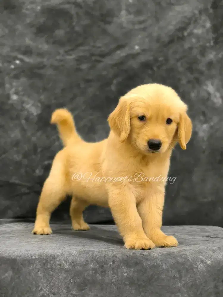 Puppy Golden Retriever Male