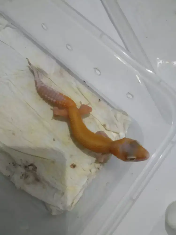 Baby Gecko Sunglow series 2blnan Eclipse mata merah ruby full langka