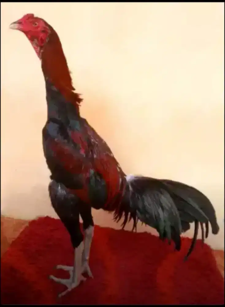 Di jual ayam pama iQ karna mau pindah kerja