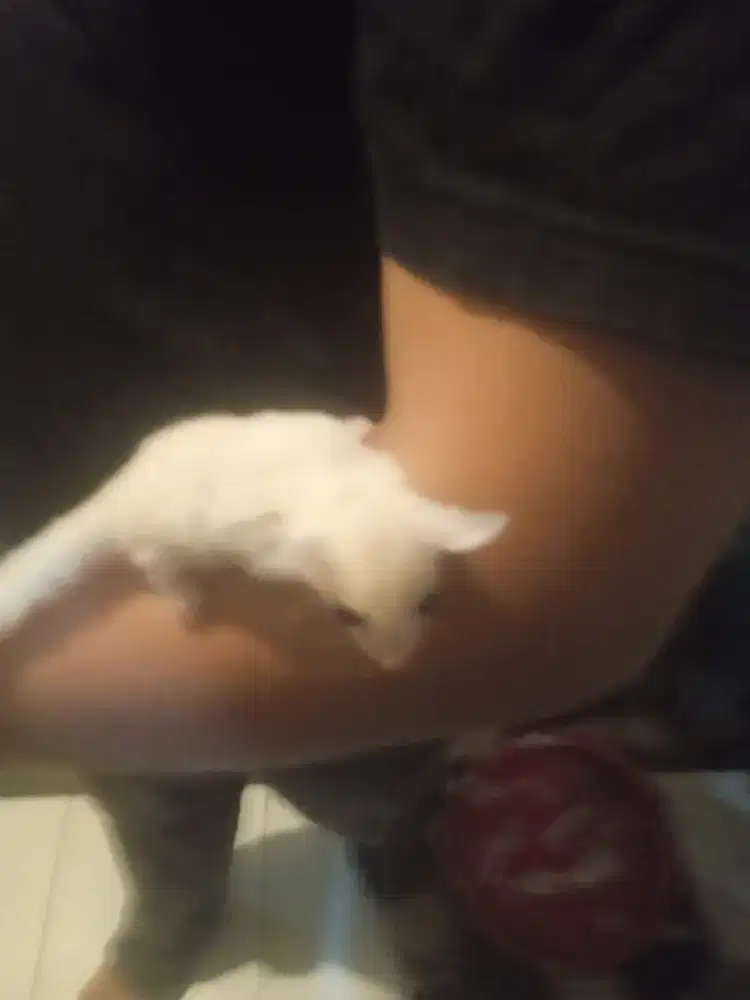 Sugar Glider Leucistic